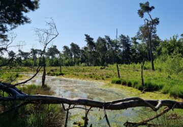 Natuur in Rijkevorsel