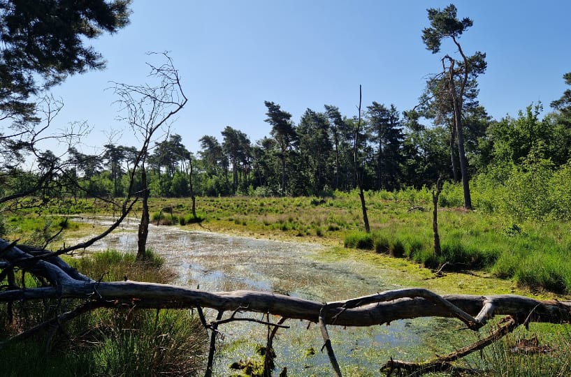 Natuur in Rijkevorsel